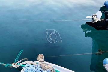 Una manta 'atraca' en el muelle de Taliarte (Foto cedida por Francisca Alonso)